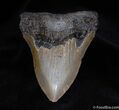 Inch NC Megalodon Tooth #68-2